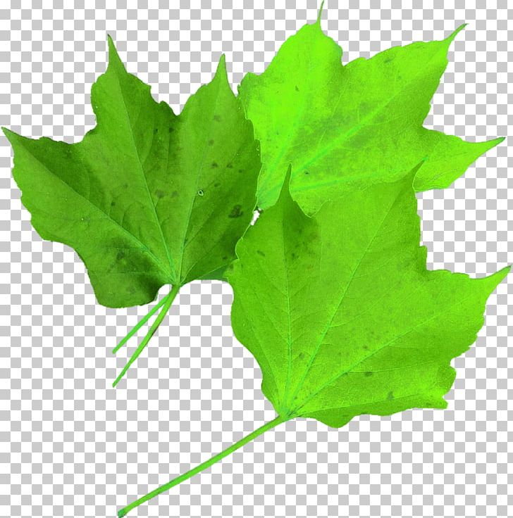 Maple Leaf Autumn Leaf Color PNG, Clipart, Akcaagac, Autumn, Autumn Leaf Color, Color, Green Free PNG Download