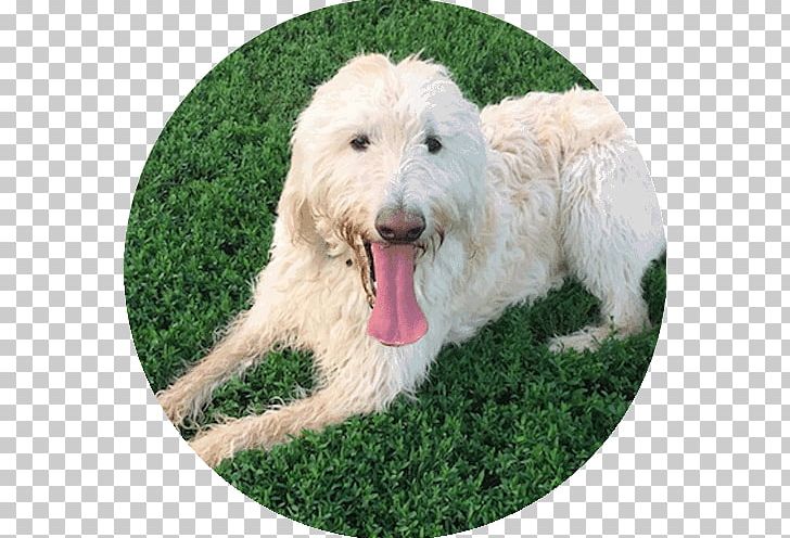 Goldendoodle Labradoodle Labrador Retriever Poodle Dog Breed PNG, Clipart, Animals, Bernese Mountain Dog, Breed, Carnivoran, Dog Free PNG Download