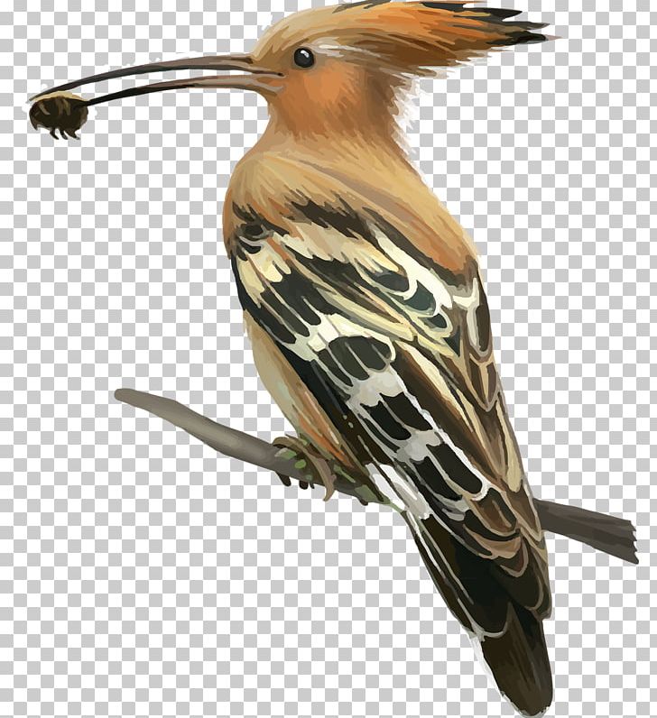 Bird Woodpecker Hoopoe Crane Stock Photography PNG, Clipart, Animals, Beak, Bird, Bird Migration, Crane Free PNG Download