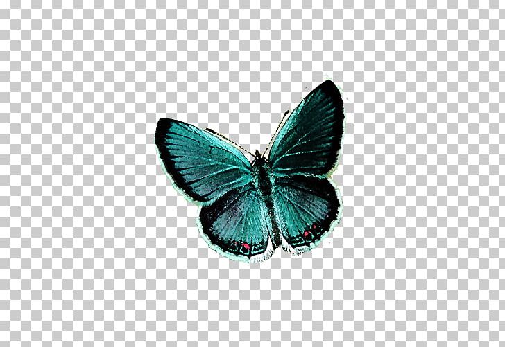 Butterfly Net Insect Rhetus Periander PNG, Clipart, Big, Big Ben, Big Butterfly, Blue, Blue Abstract Free PNG Download