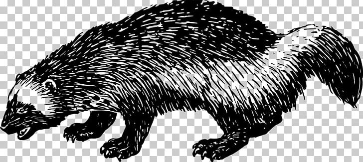 Domesticated Hedgehog Computer Icons PNG, Clipart, Badger, Beaver, Black And White, Carnivoran, Computer Icons Free PNG Download