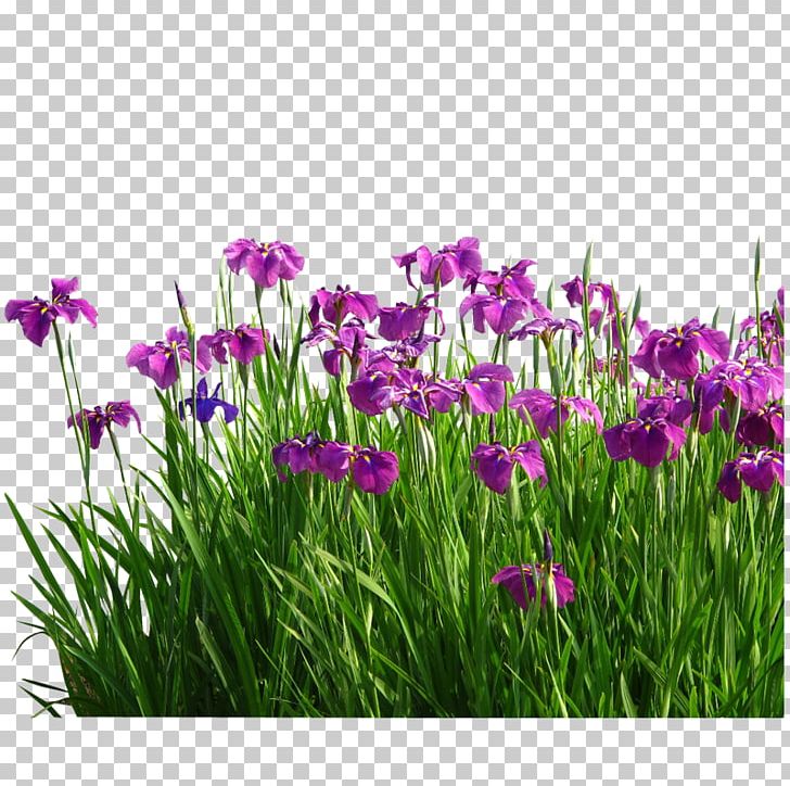 Flower Sweet Flag Garden Grasses PNG, Clipart, Acorus Gramineus, Aquatic, Bulb, Decorative Patterns, Flower Free PNG Download