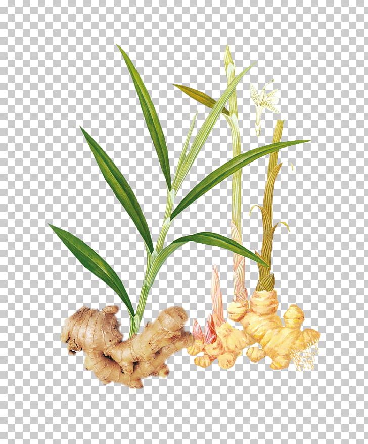 Ginger Tea Vegetable PNG, Clipart, Branch, Chinese, Chinese Border, Chinese Herbology, Chinese Lantern Free PNG Download