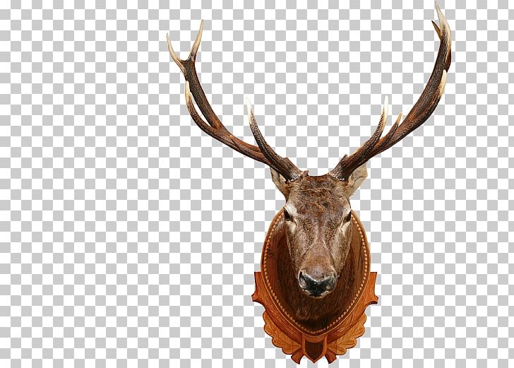 White-tailed Deer Elk Moose Red Deer PNG, Clipart, Animals, Antler, Blacktailed Deer, Deer, Deer Head Free PNG Download