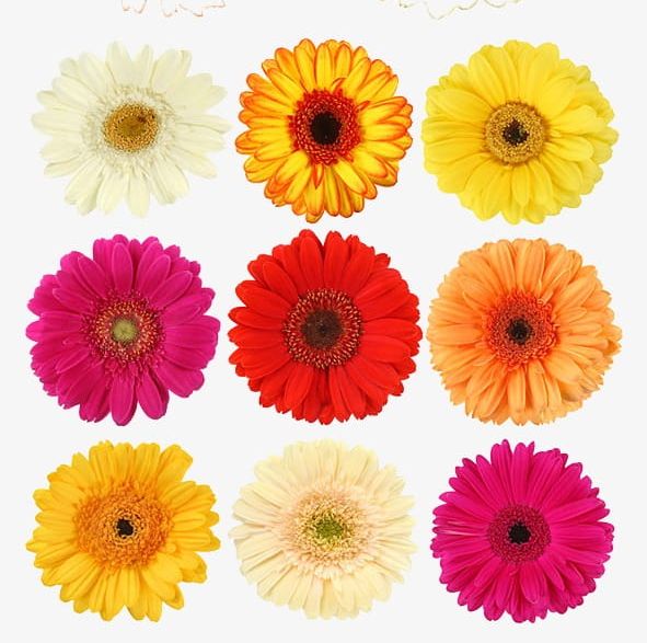 Daisy PNG, Clipart, Color, Colored, Colored Daisies, Daisies, Daisy Free PNG Download