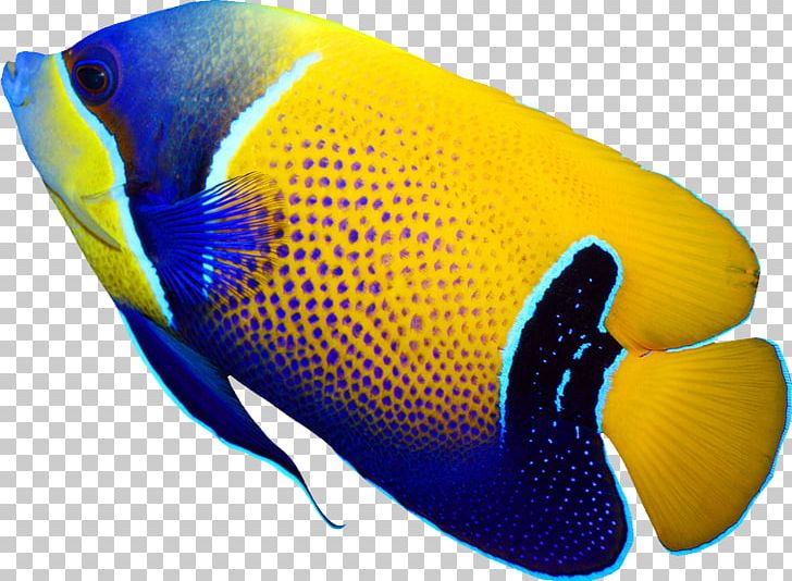 Pomacanthus Navarchus Emperor Angelfish Tropical Fish Coral Reef Fish PNG, Clipart, Aquarium, Color, Color Fish, Deep, Deep Sea Fish Free PNG Download
