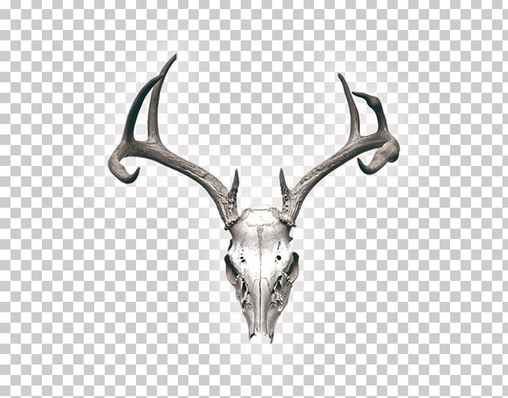 Reindeer Skull Stock Photography Horn PNG, Clipart, Anatomy, Animals, Antler, Art, Deer Free PNG Download
