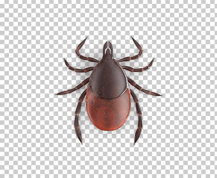 Bed Bug Bite Tick PNG, Clipart, Arthropod, Bed, Bed Bug, Bed Bug Bite, Bed Bug Control Techniques Free PNG Download