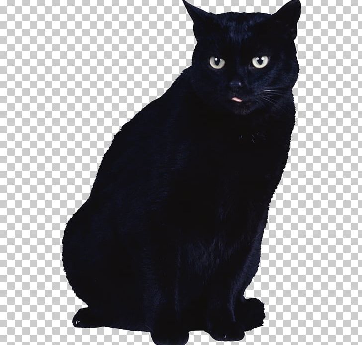 Black Cat Kitten PNG, Clipart, Animals, Asian, Black, Black And White, Black Cat Free PNG Download