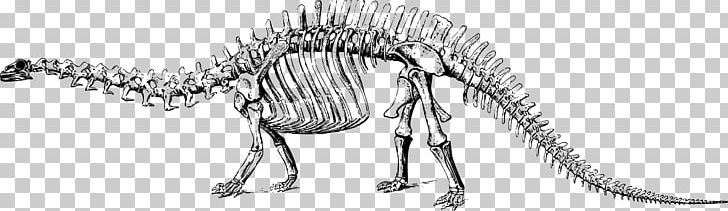 Brontosaurus Apatosaurus Tyrannosaurus Diplodocus Stegosaurus PNG, Clipart, Black And White, Bone, Dinosaur, Dinosaurs, Dinosaur Skeleton Free PNG Download