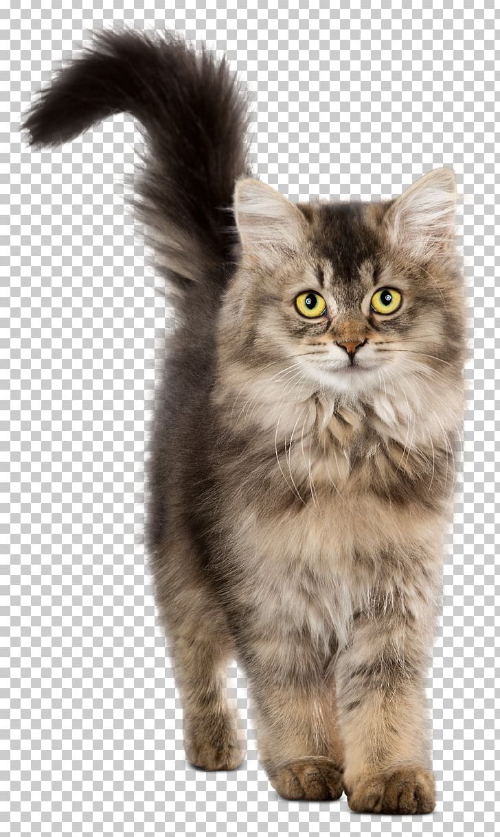 Chicken As Food Cat Food Kitten PNG, Clipart, Animals, Asian Semi Longhair, British Semi Longhair, Carnivoran, Cat Free PNG Download