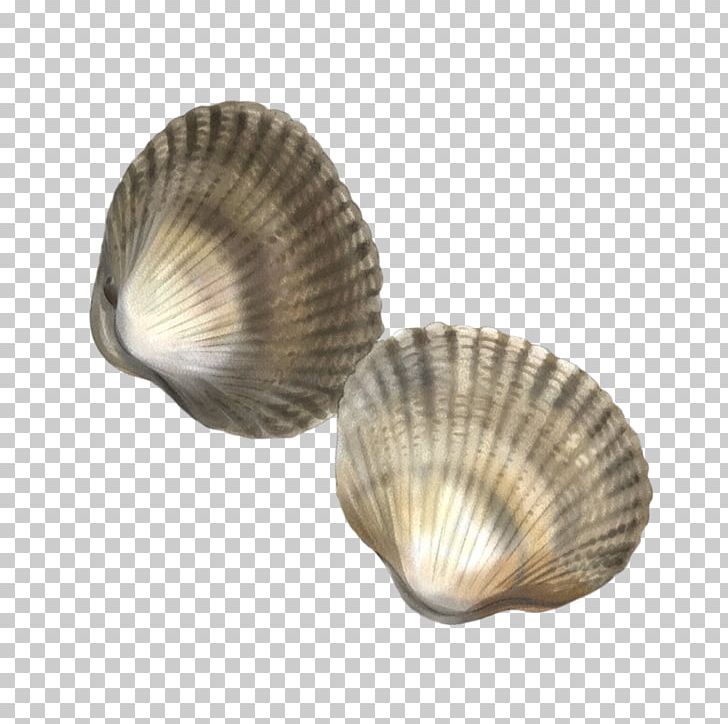 Cockle Seashell Conchology Bivalvia Pectinidae PNG, Clipart, Animals, Berber, Bivalvia, Clam, Clams Oysters Mussels And Scallops Free PNG Download