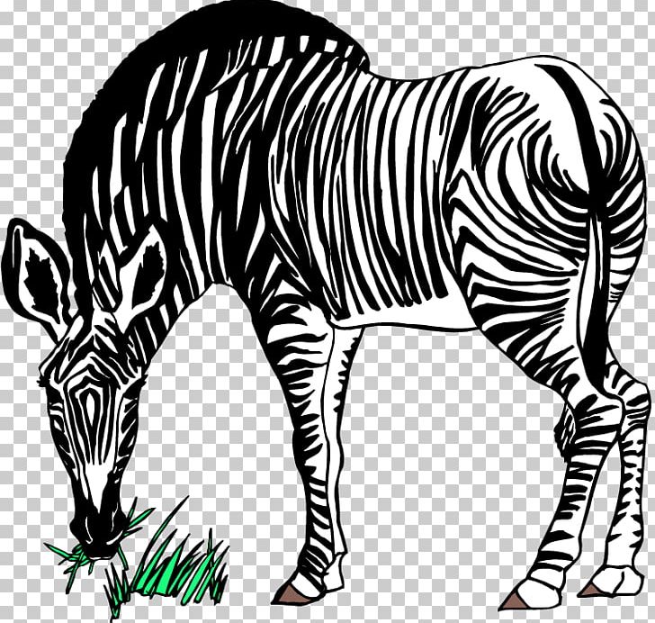 Zebra Free Content Stock.xchng PNG, Clipart, Big Cats, Black, Black And White, Download, Fauna Free PNG Download