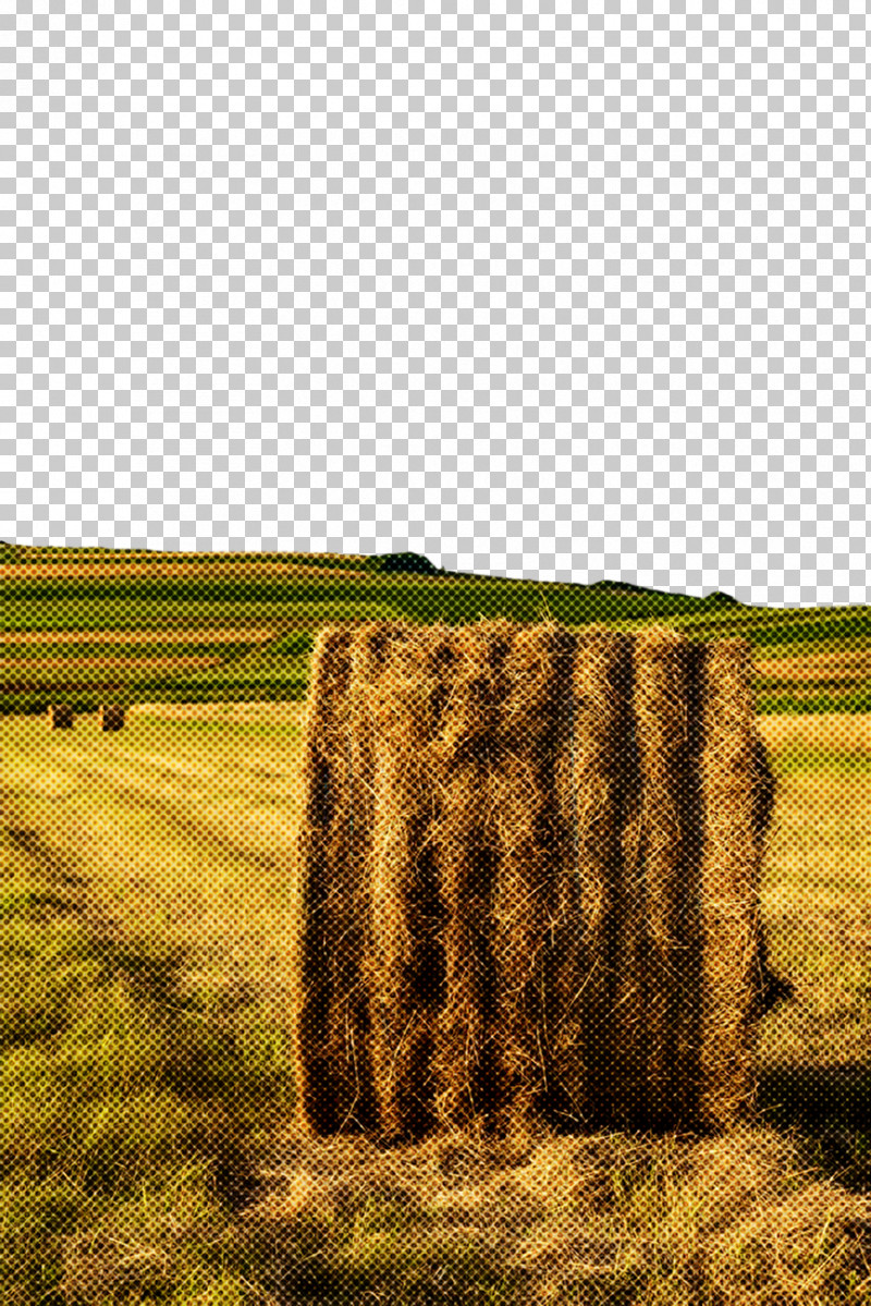 Field Hay Grass Straw Grassland PNG, Clipart, Agriculture, Field, Grass, Grass Family, Grassland Free PNG Download