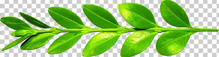 Leaf Branch Euclidean PNG, Clipart, Autumn Leaf, Branch, Branches, Euclidean Vector, Gratis Free PNG Download