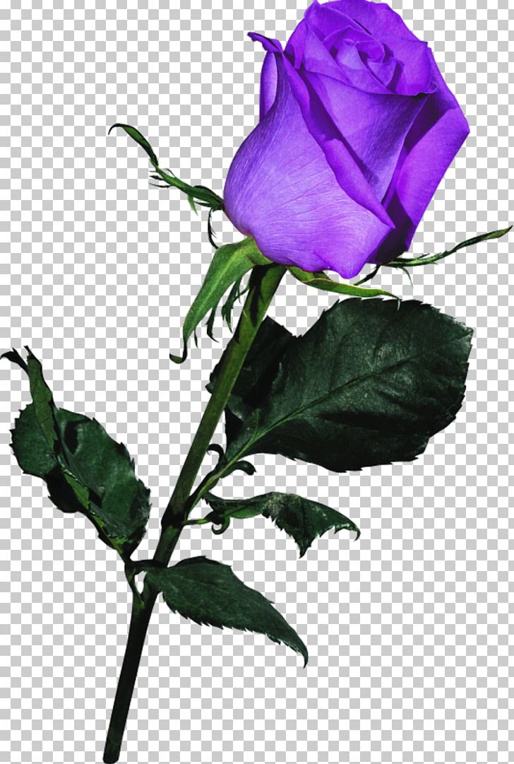 Garden Roses Pink Blue PNG, Clipart, 15 Roses, Blue, Blue Rose, Branch, Bud Free PNG Download