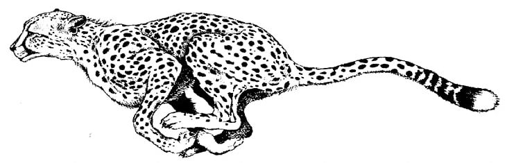 South African Cheetah Coloring Book Leopard Adult Child PNG, Clipart, Adult, Animal, Animal Figure, Animals, Big Cats Free PNG Download
