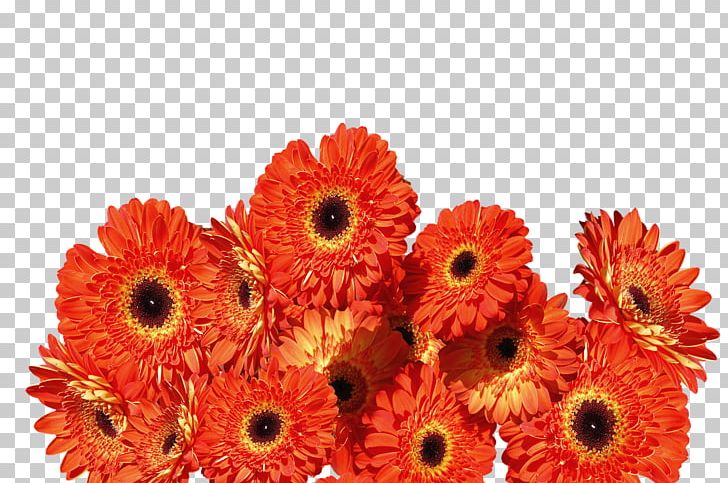 Transvaal Daisy Cut Flowers Orange Floral Design PNG, Clipart, Annual Plant, Chrysanthemum, Chrysanths, Color, Cut Flowers Free PNG Download