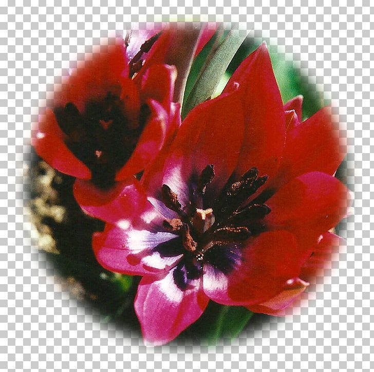 Tulip Essence Flower Intuition Birth PNG, Clipart, Biological Life Cycle, Birth, Circle, Essence, Flower Free PNG Download