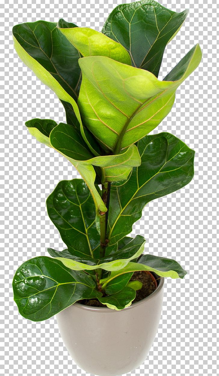 Fiddle-leaf Fig Houseplant Flowerpot Sansevieria PNG, Clipart, Arecaceae, Arrowroot Family, Balcony, Chamaedorea, Fertilisers Free PNG Download