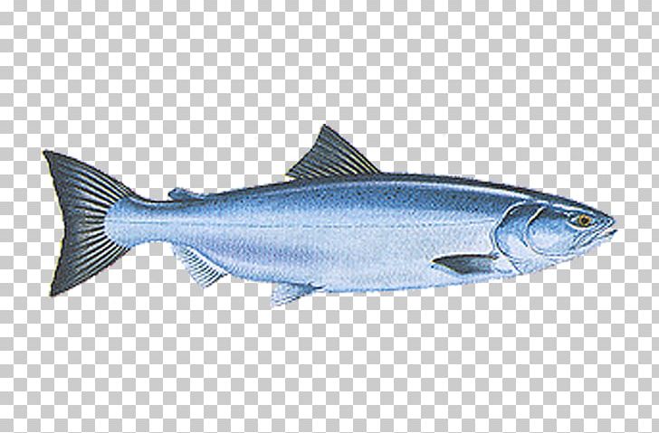 Fish Pink Salmon Seta Plus PNG, Clipart, Animals, Barramundi, Bass, Bonito, Bony Fish Free PNG Download