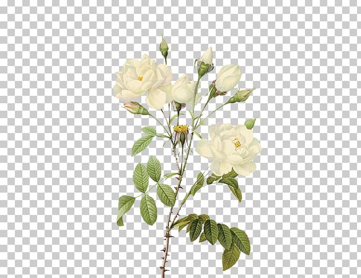 Rose Flower PNG, Clipart, Black White, Blooming, Blossom, Border, Branch Free PNG Download