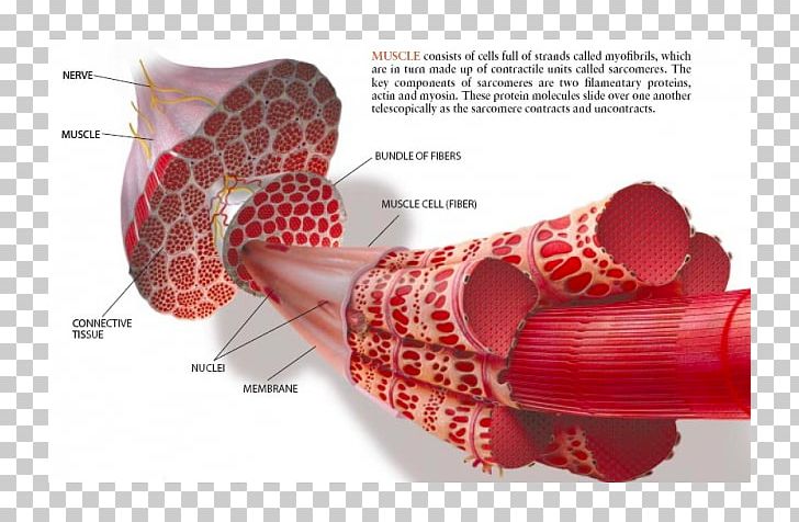 Skeletal Muscle Muscle Contraction Epimysium Myofibril PNG, Clipart, Actin, Cell, Endomysium, Epimysium, Miscellaneous Free PNG Download