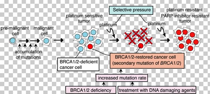 BRCA1 Cancer Cisplatin BRCA Mutation Therapy PNG, Clipart, Area, Brca1, Brca Mutation, Breast Cancer, Cancer Free PNG Download