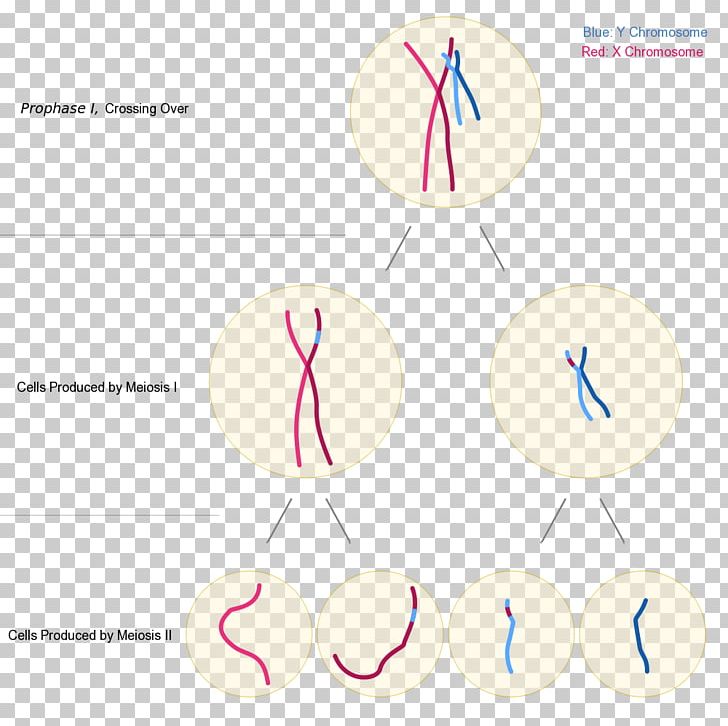 Chromosomal Translocation Testis-determining Factor X Chromosome Triple X Syndrome PNG, Clipart, Angle, Area, Battlefield 3, Brand, Chromosomal Crossover Free PNG Download