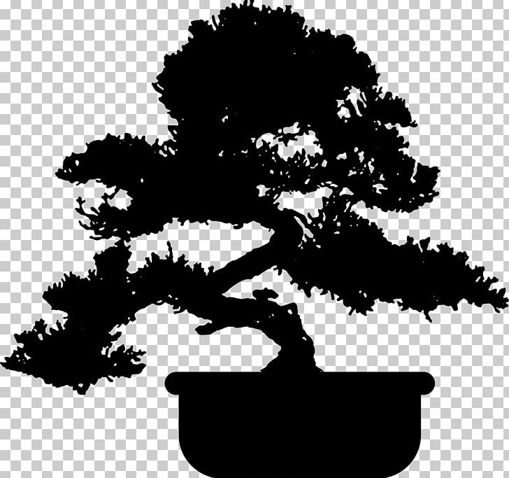 Popular Bonsai Juniperus Chinensis Tree Garden PNG, Clipart, Black And White, Bonsai, Bonsai Cultivation And Care, Branch, Fig Trees Free PNG Download
