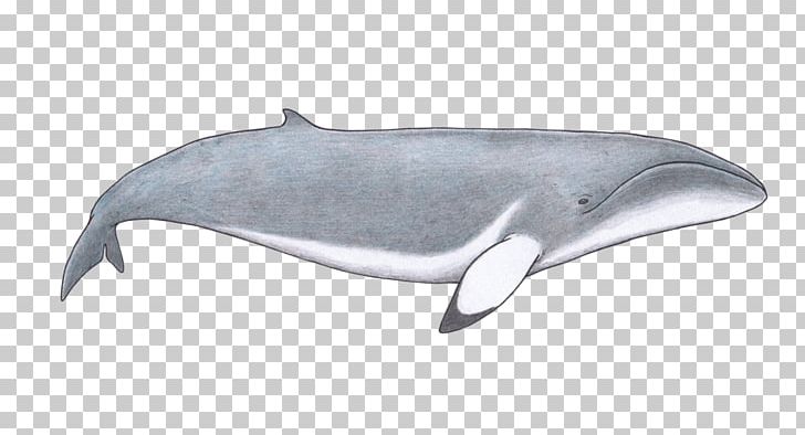 Porpoise Tucuxi Whale Rough-toothed Dolphin Common Bottlenose Dolphin PNG, Clipart, Animal, Animals, Cetacea, Fauna, Mammal Free PNG Download