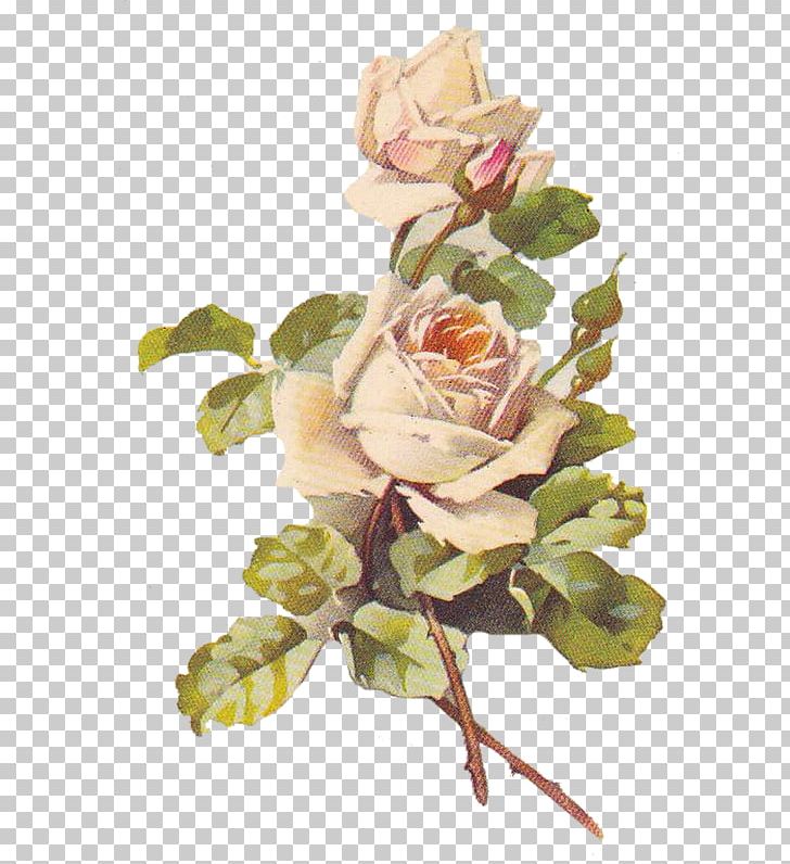 Beach Rose Rosa Multiflora Gratis PNG, Imágenes Prediseñadas, Flor Artificial, Postscript Encapsulado, Flor, Arreglos Florales, Varios Gratis