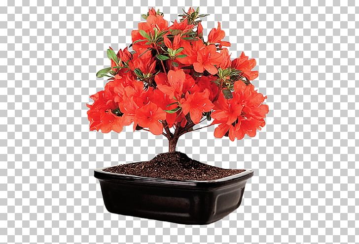 Bonsai Satsuki Azalea Flower Ficus Retusa PNG, Clipart, Azalea, Basket, Bonsai, Cut Flowers, Ficus Retusa Free PNG Download