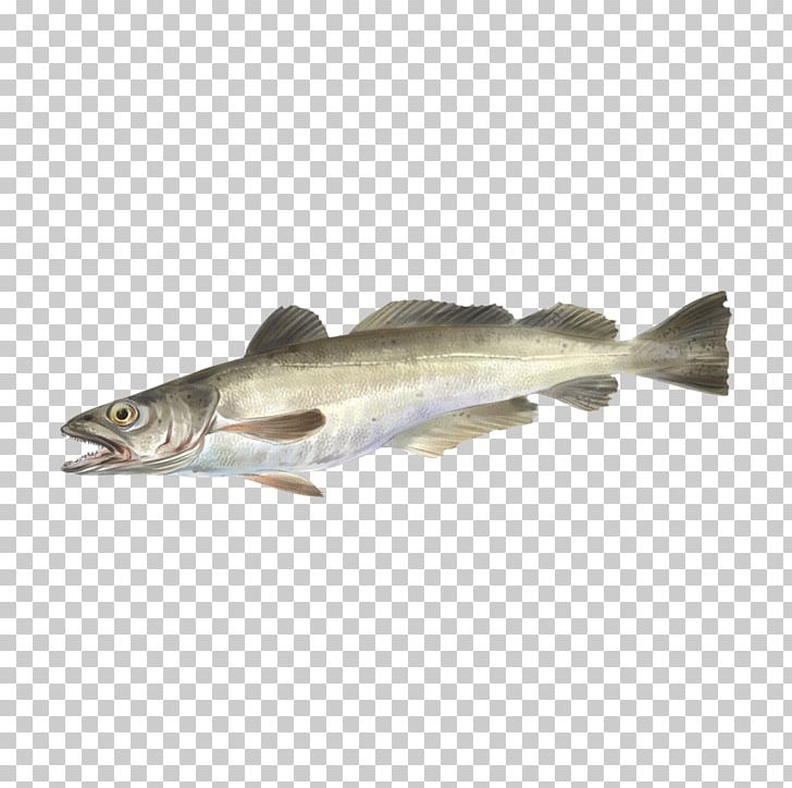 Capelin Oily Fish Cod Merluccius Merluccius PNG, Clipart, Anchovy, Barramundi, Bony Fish, Capelin, Cod Free PNG Download