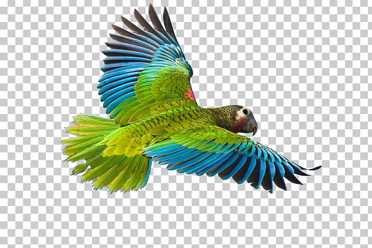 Greater Vasa Parrot Bird Cuban Amazon Macaw PNG, Clipart, Amazon Parrot, Beak, Bird, Common Pet Parakeet, Crimson Rosella Free PNG Download