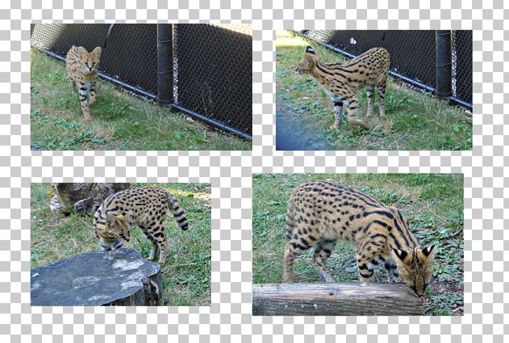 Jaguar Leopard Cheetah Ocelot Ecosystem PNG, Clipart, Animal, Animals, Big Cats, Carnivoran, Cat Like Mammal Free PNG Download