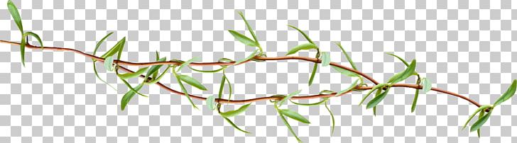 Leaf Twig Tree Plant PNG, Clipart, Bee, Branch, Grass, Grasses, Grass Family Free PNG Download