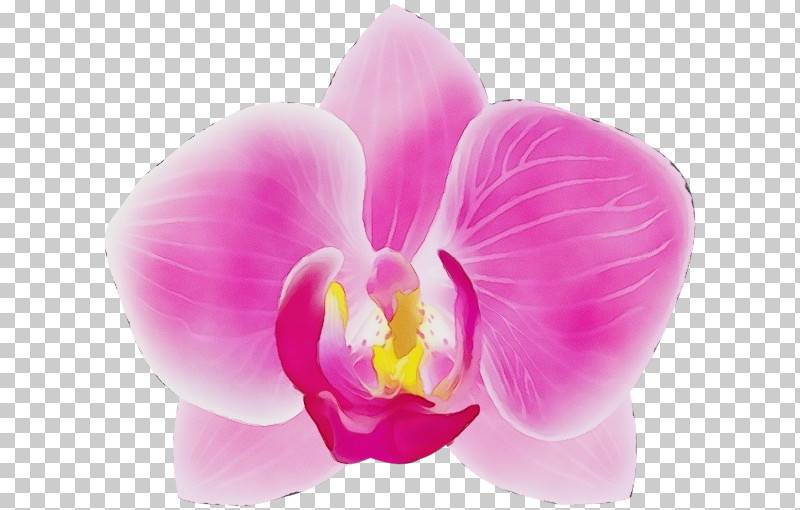 Floral Design PNG, Clipart, Cattleya Orchids, Cut Flowers, Floral Design, Floristry, Flower Free PNG Download