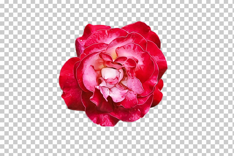 Garden Roses PNG, Clipart, Cabbage Rose, Camellia, Cut Flowers, Family, Floribunda Free PNG Download