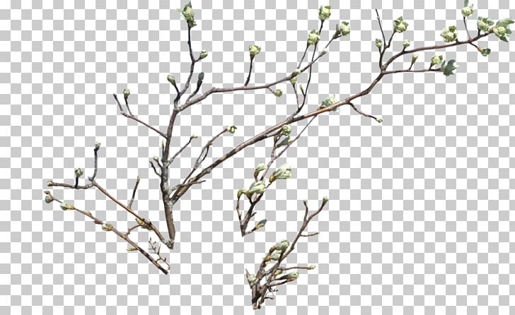 Branch Flower Drawing PNG, Clipart, Branch, Bud, Desktop Wallpaper, Download, Drawing Free PNG Download