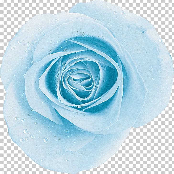 Garden Roses Blue Rose Centifolia Roses Aqua PNG, Clipart, Aqua, Blue, Blue Rose, Centifolia Roses, Color Free PNG Download