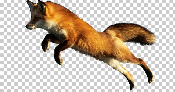 Red Fox Cat Raccoon Animal PNG, Clipart, Animal, Animale, Animals, Carnivoran, Cat Free PNG Download