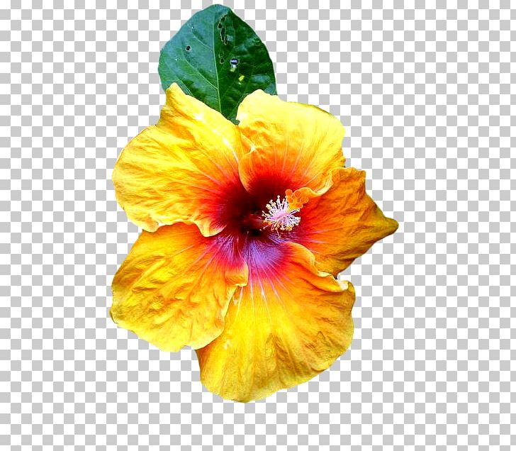 Shoeblackplant Web Browser Internet PNG, Clipart, Chinese Hibiscus, Flower, Flowering Plant, Hibiscus, Html5 Video Free PNG Download