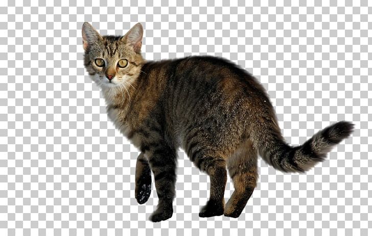 Dragon Li Felidae Kitten Exotic Shorthair British Shorthair PNG, Clipart, American Wirehair, Asian, Breed, British Shorthair, Calico Cat Free PNG Download