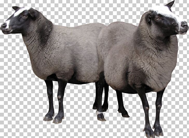 Merino Goat PNG, Clipart, Animal, Animals, Clipping Path, Cow Goat Family, Free Free PNG Download