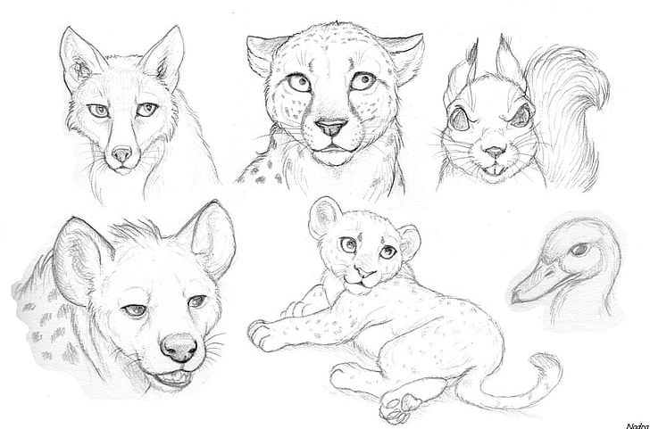 Drawing Lion Pencil Sketch PNG, Clipart, Animal, Animal Figure, Art,  Artwork, Big Cats Free PNG Download