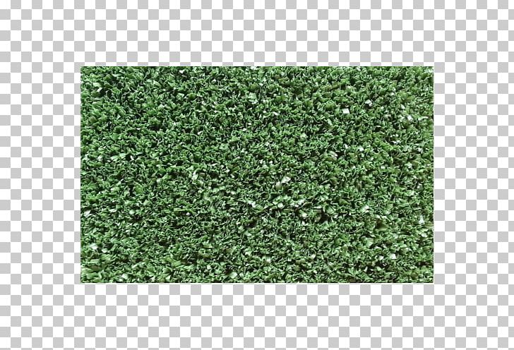 Hedge Green Groundcover Lawn PNG, Clipart, Grass, Green, Groundcover, Hedge, Lawn Free PNG Download