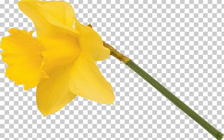 Narcissus Flowering Plant Petal Plant Stem PNG, Clipart, Amaryllis, Amaryllis Family, Family, Flower, Flowering Plant Free PNG Download