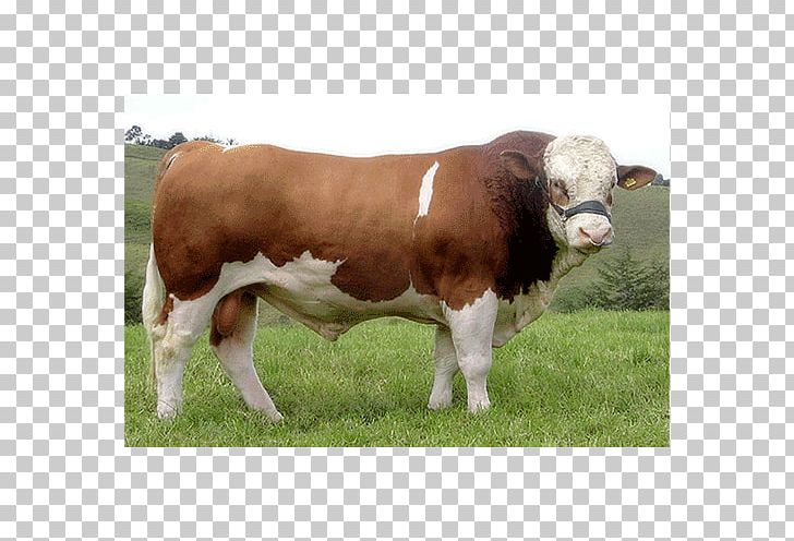 Shorthorn Dairy Cattle Simmental Cattle Hereford Cattle Zebu PNG, Clipart, Animals, Aurochs, Bos, Bovid, Breed Free PNG Download