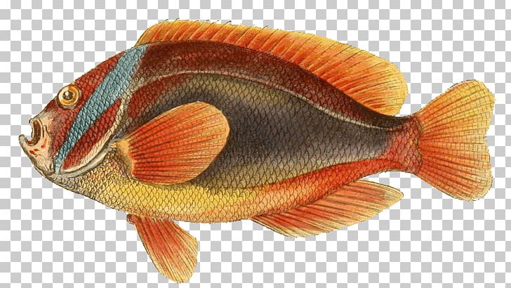 Bony Fishes Animal Marine Biology Cushion PNG, Clipart, Animal, Animals, Aquatic Animal, Biology, Bony Fish Free PNG Download